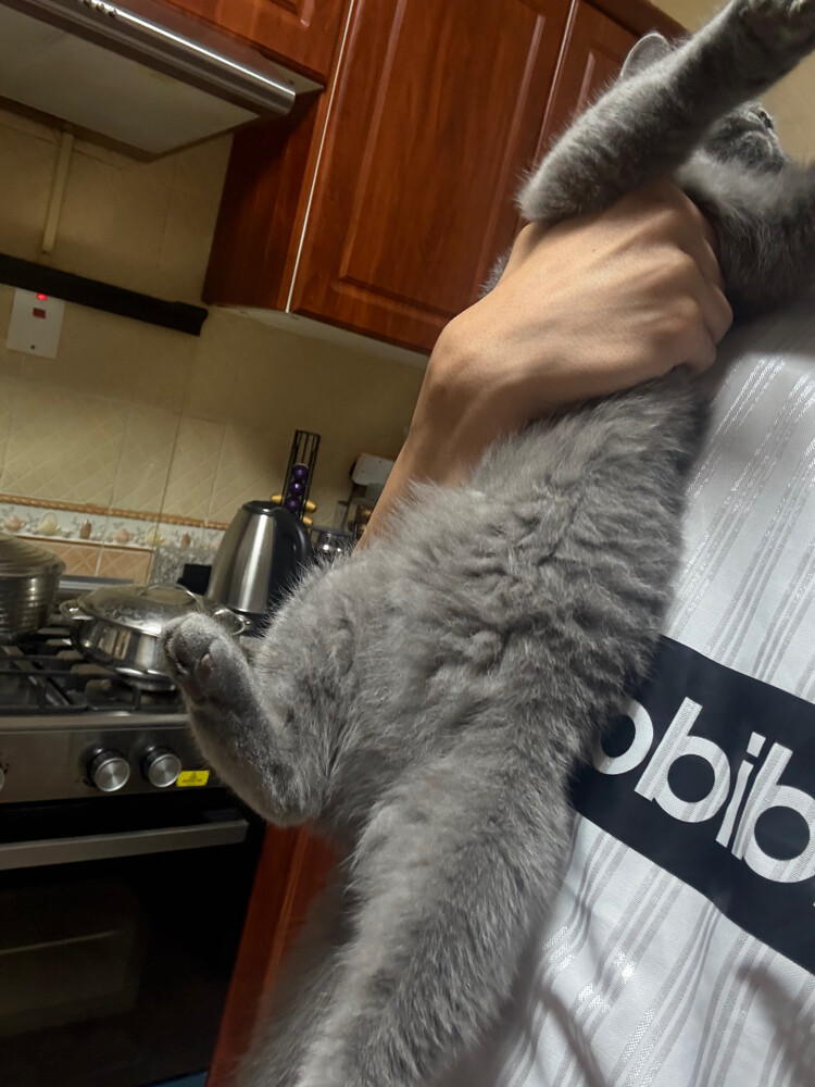 cats - 5