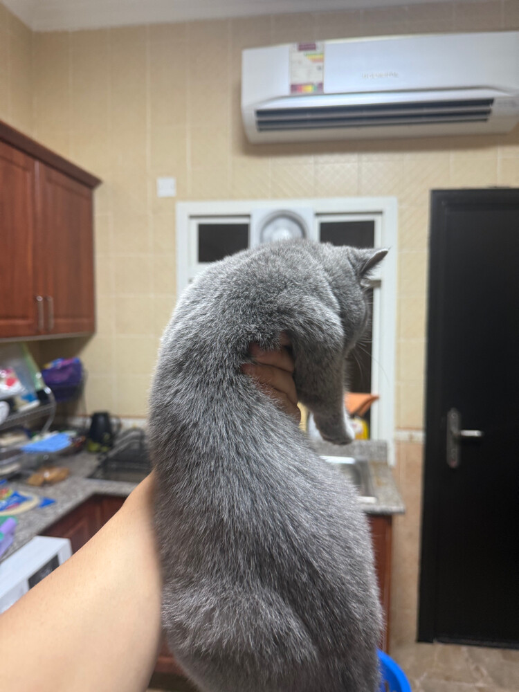 cats - 4