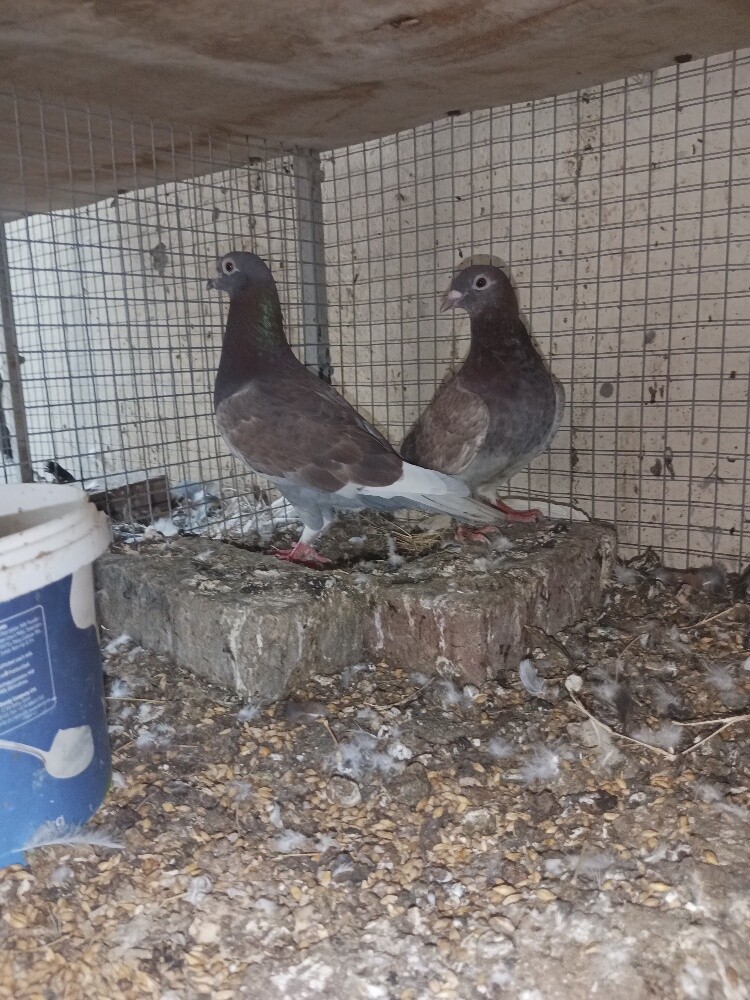 racer pair - 2