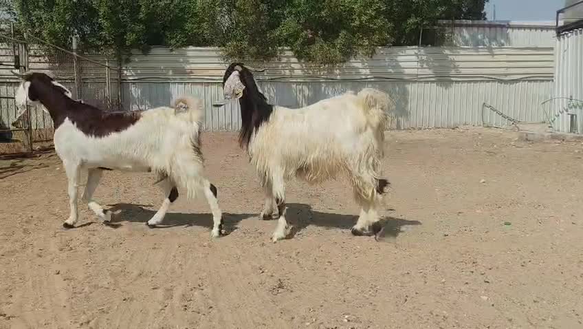 للبيع معزه مشااااريك طيبه - 4
