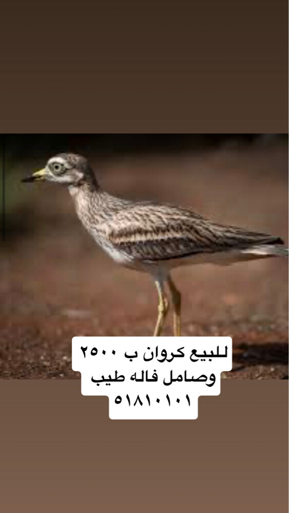 صامل فاله طيب  - 1