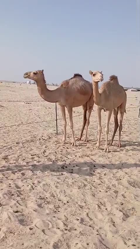 هجن اصايل - 1