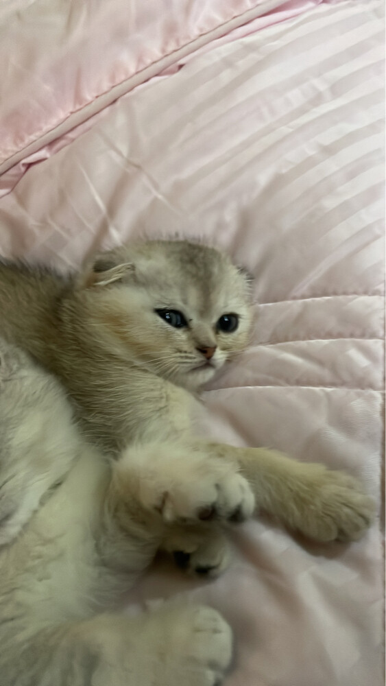 Scottish fold  - 1