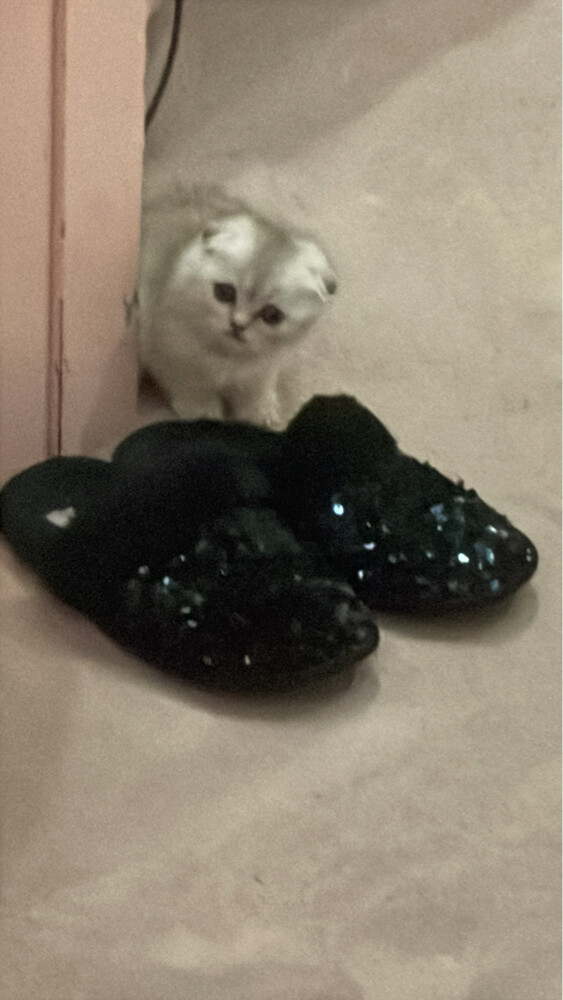 Scottish fold  - 3