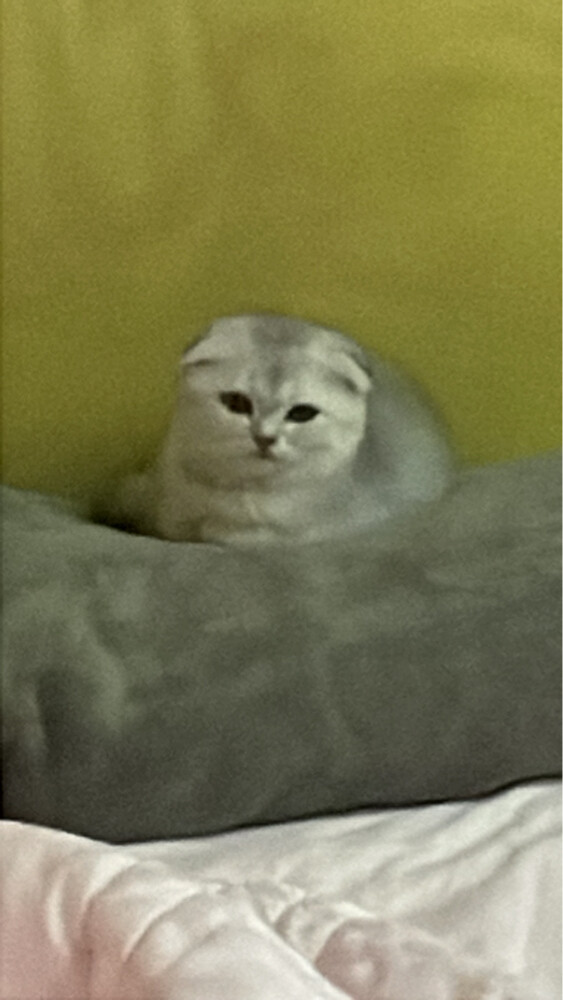 Scottish fold  - 2