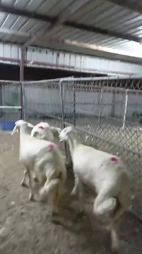 للبيع حريات صنف - 1