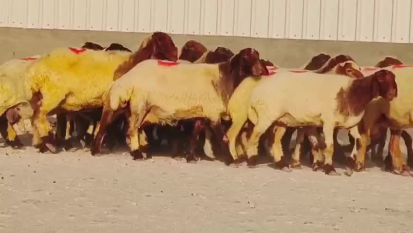 للبيع غنم سوريه فاااخره دفيع شرط - 5
