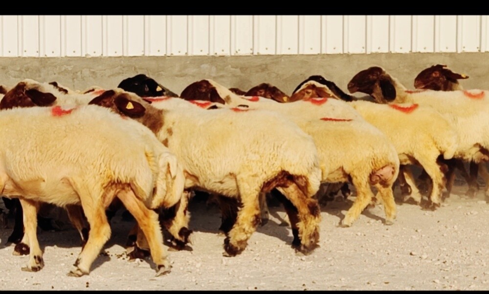 للبيع غنم سوريه فاااخره دفيع شرط - 3
