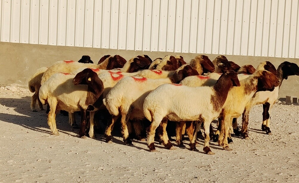 للبيع غنم سوريه فاااخره دفيع شرط - 2