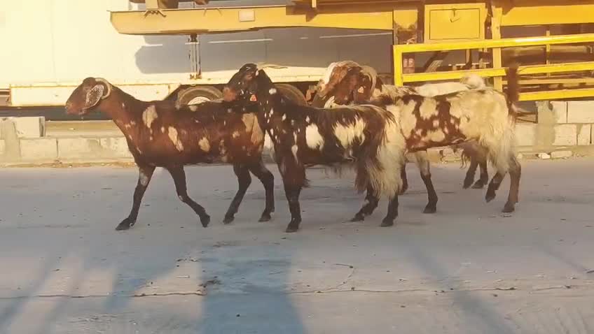 للبيع معزه بنجابيات - 3