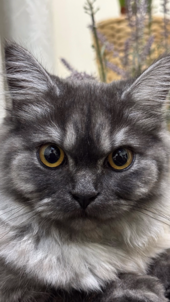 Persian Cat - 3
