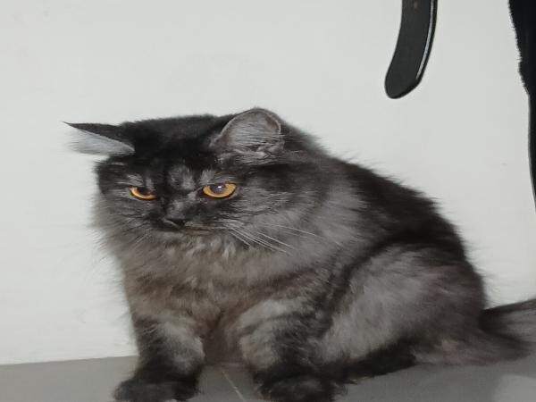 Persian Cat - 1