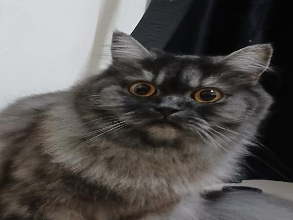 Persian Cat - 2