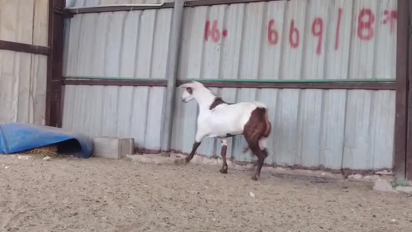 للبيع فحل عماني - 2