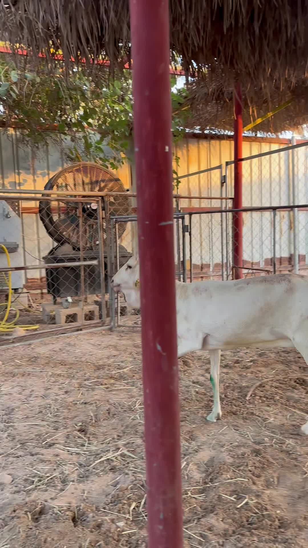 شاه بربر دافع سونار - 1