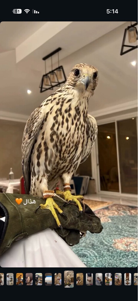 قرانس هوا - 4