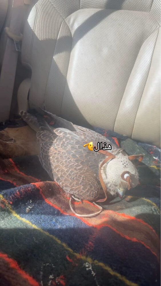 قرانس هوا - 3