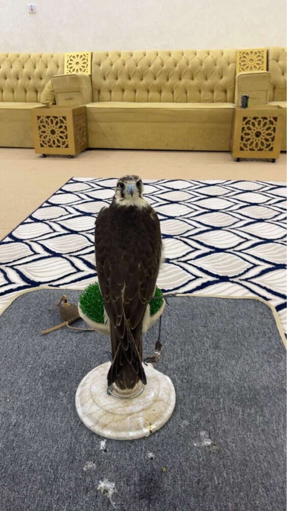 وكري سوداني  - 2