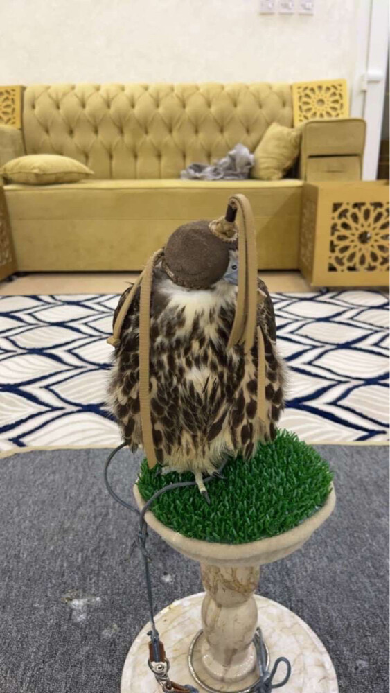 وكري سوداني  - 3