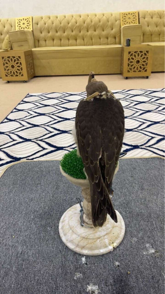وكري سوداني  - 4