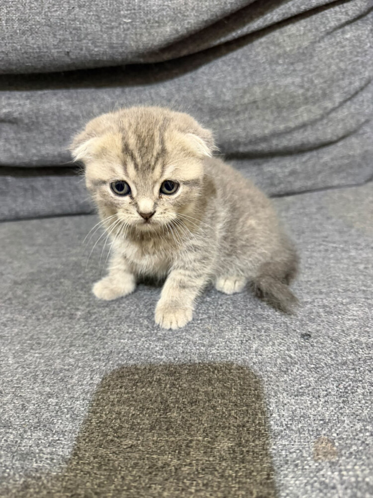for sale - 5