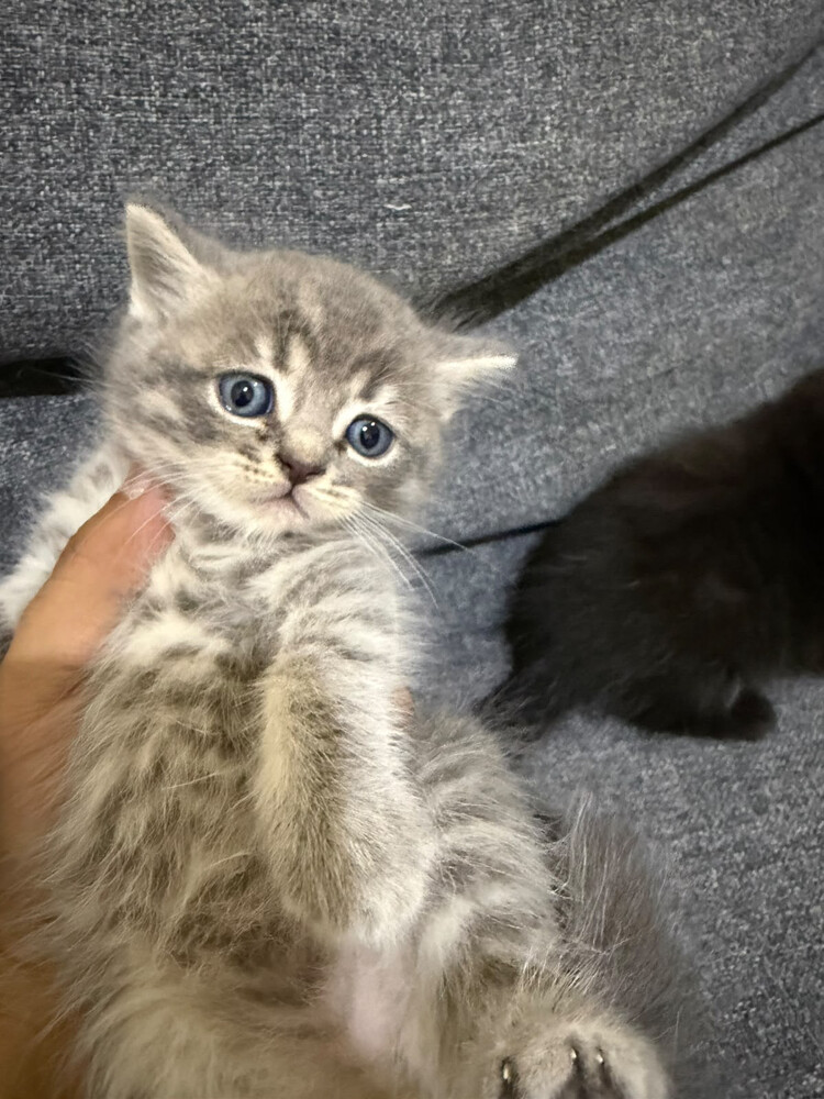 for sale - 4
