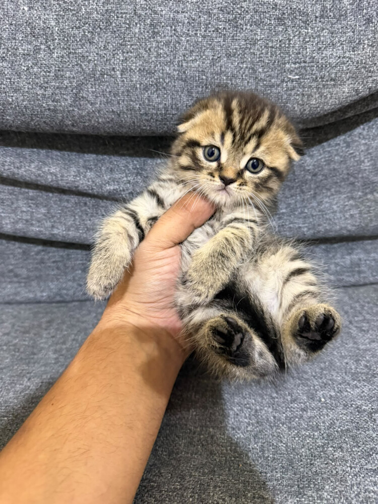 for sale - 6