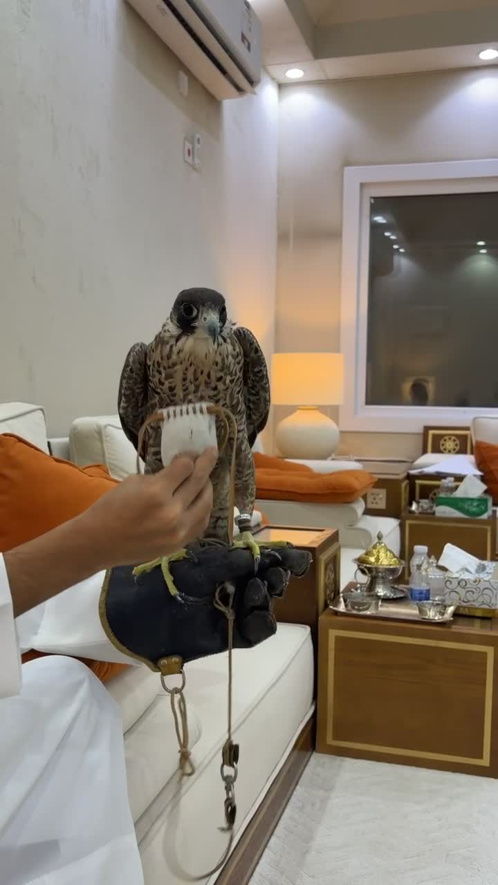 للبيع بكر شاهين - 3