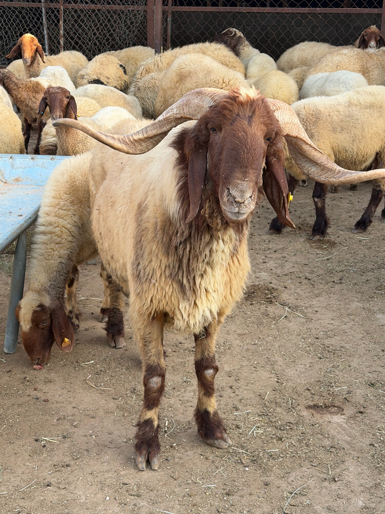 بيع - 2