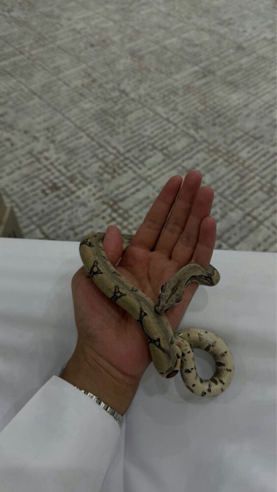 بول بايثن أليفه  - 2