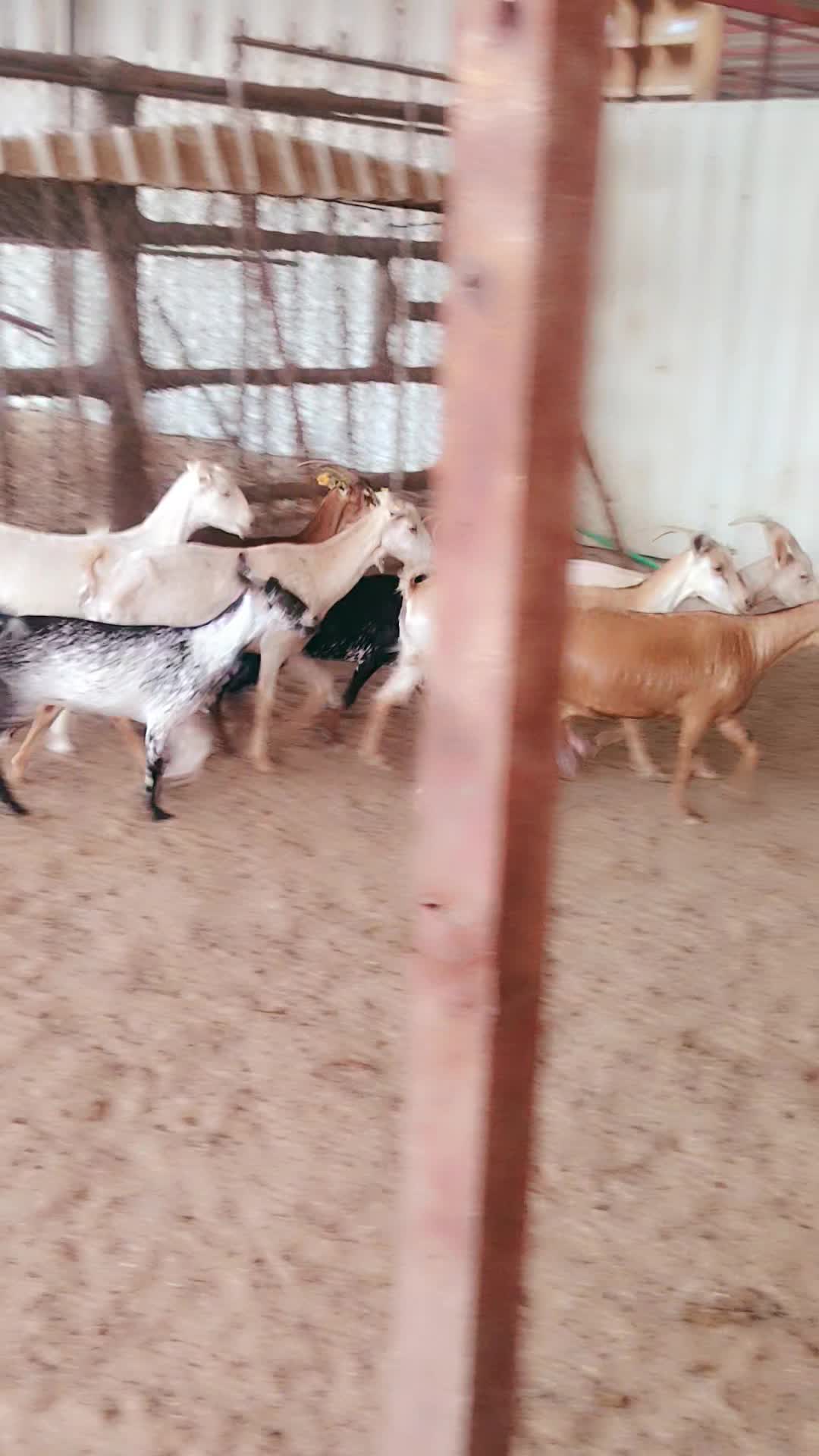 معزه عمانيه - 7