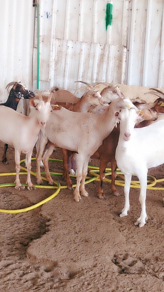 معزه عمانيه - 5