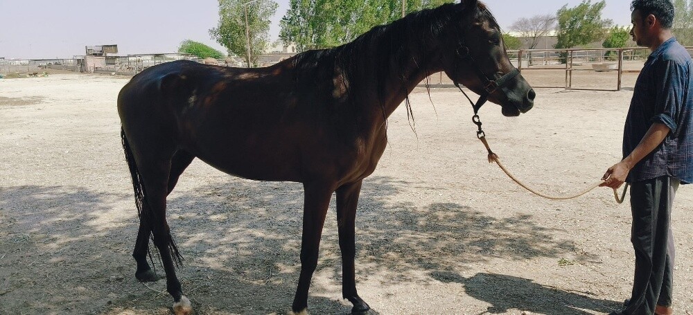 خيول عربى - 7