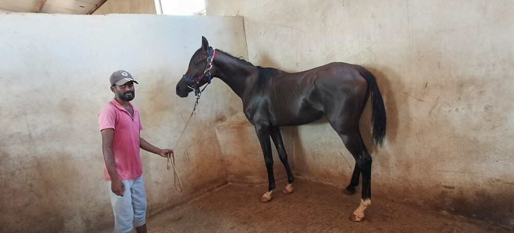 خيول عربى - 4