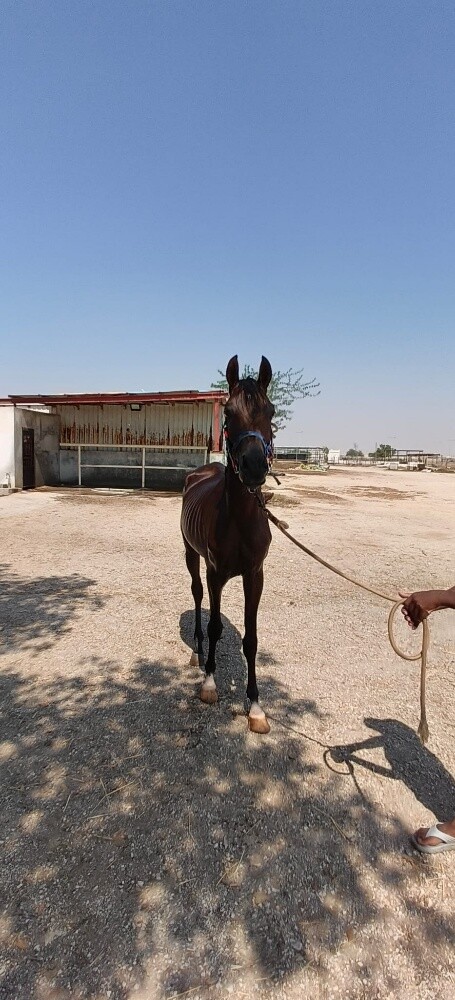 خيول عربى - 6