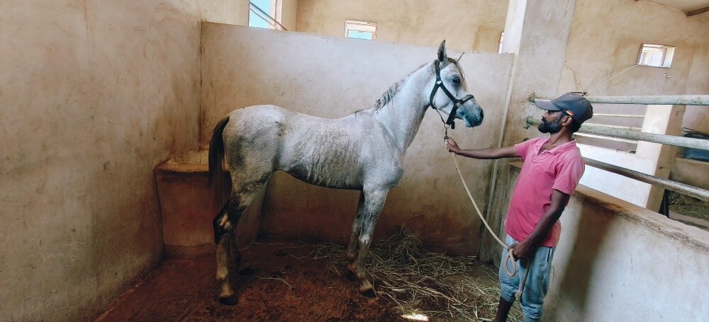 خيول عربى - 8