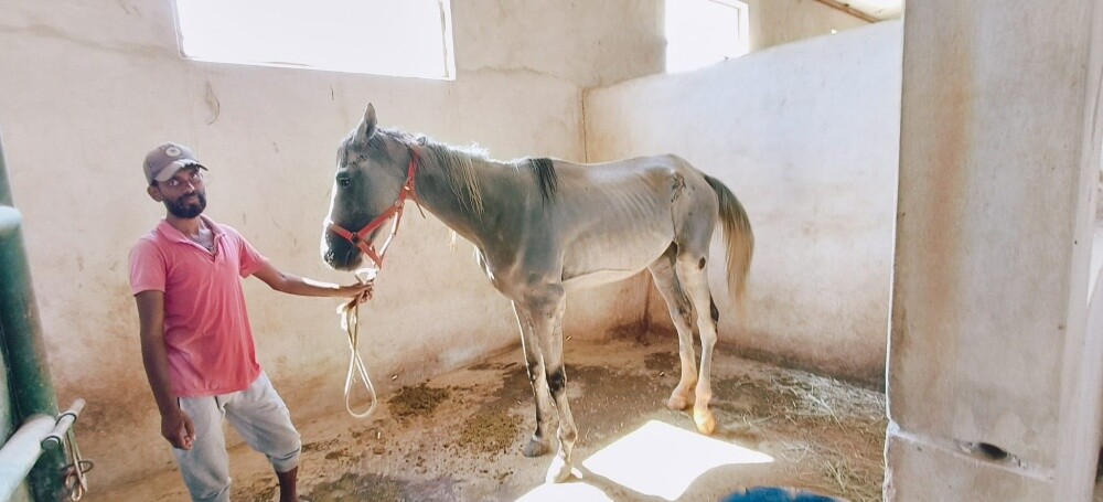 خيول عربى - 10