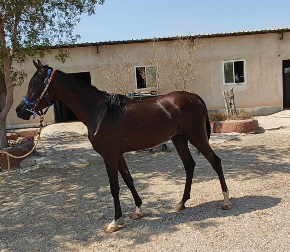 خيول عربى - 1