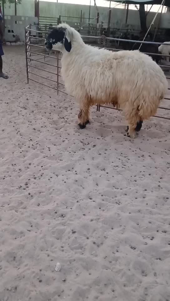 للبيع فحل ابيض - 1