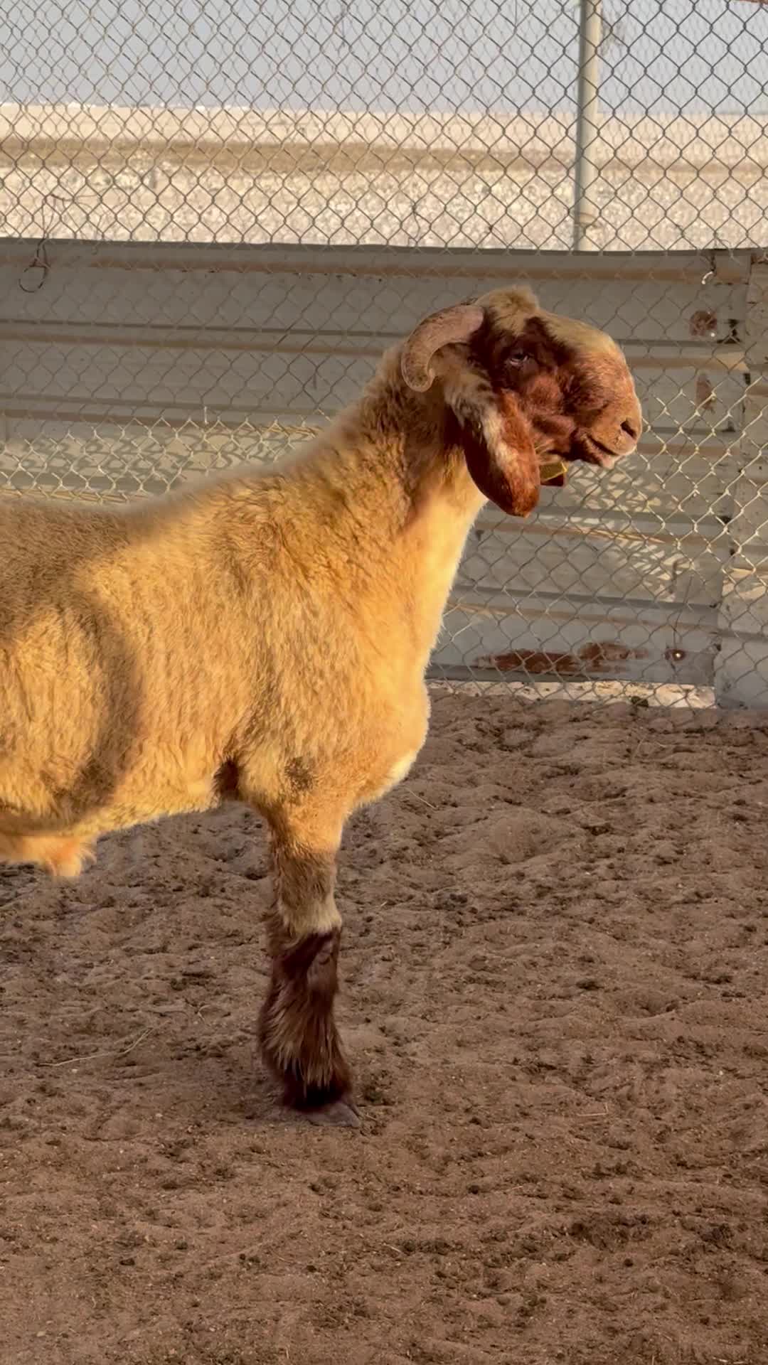 خروف صنف ومعرف - 1