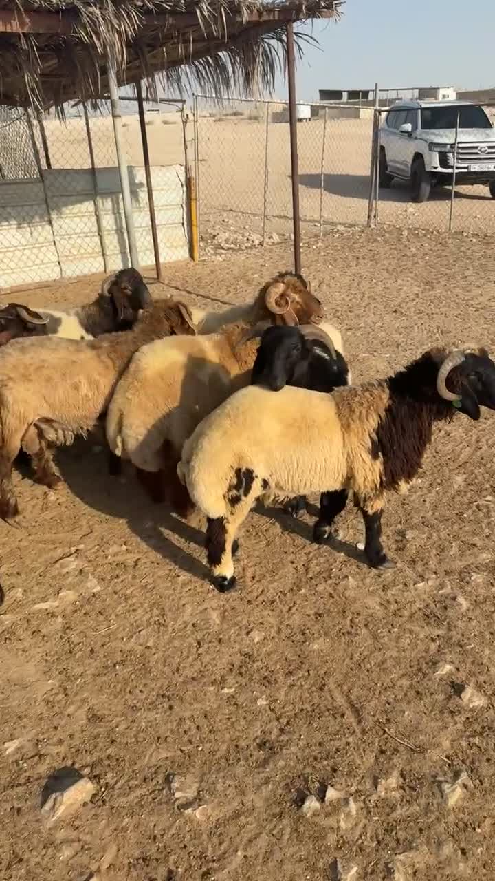 للبيع خرفان سوريه سمان وافيه - 1