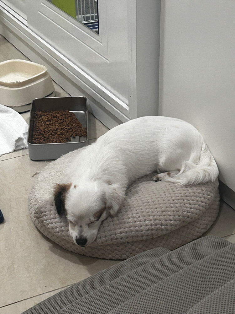 luna fluffy merle dachshund - 6