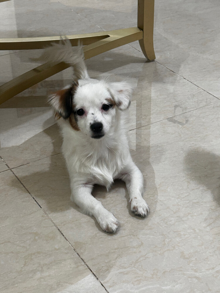 luna fluffy merle dachshund - 1