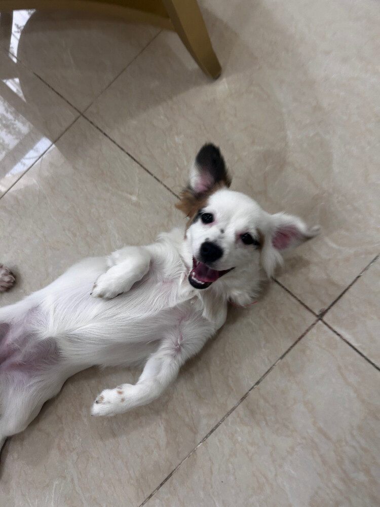 luna fluffy merle dachshund - 8