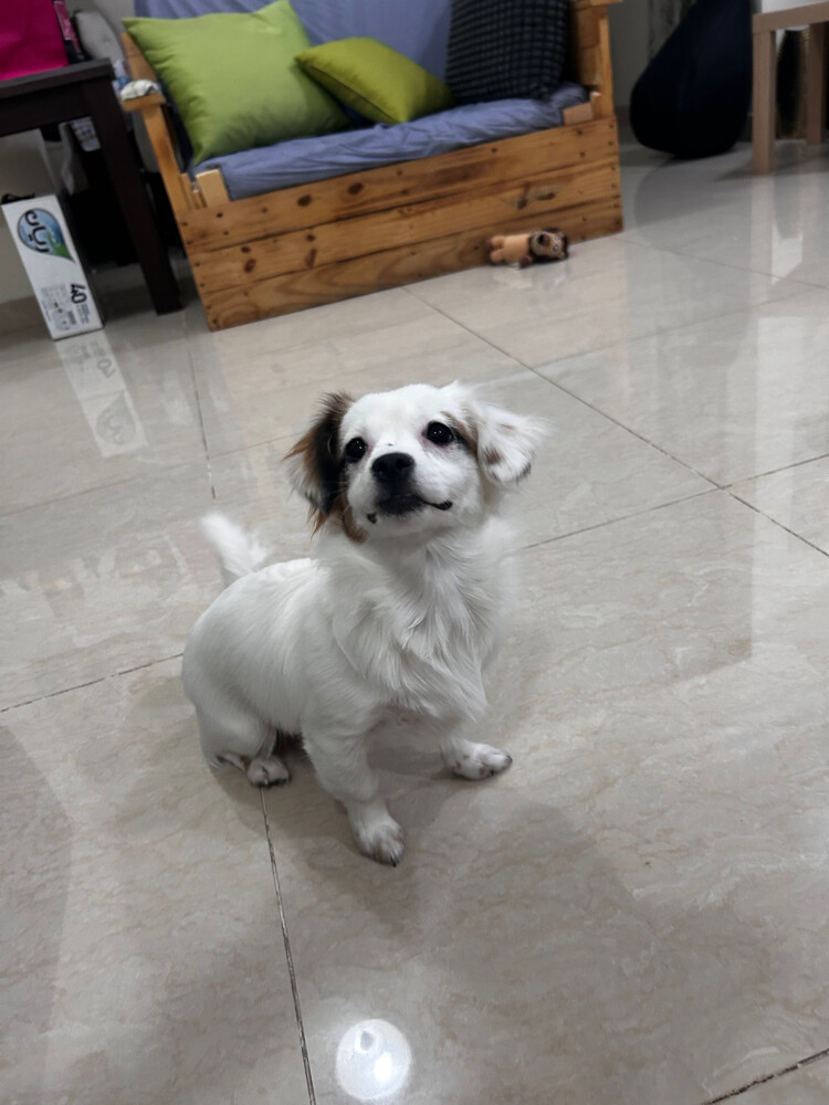 luna fluffy merle dachshund - 7