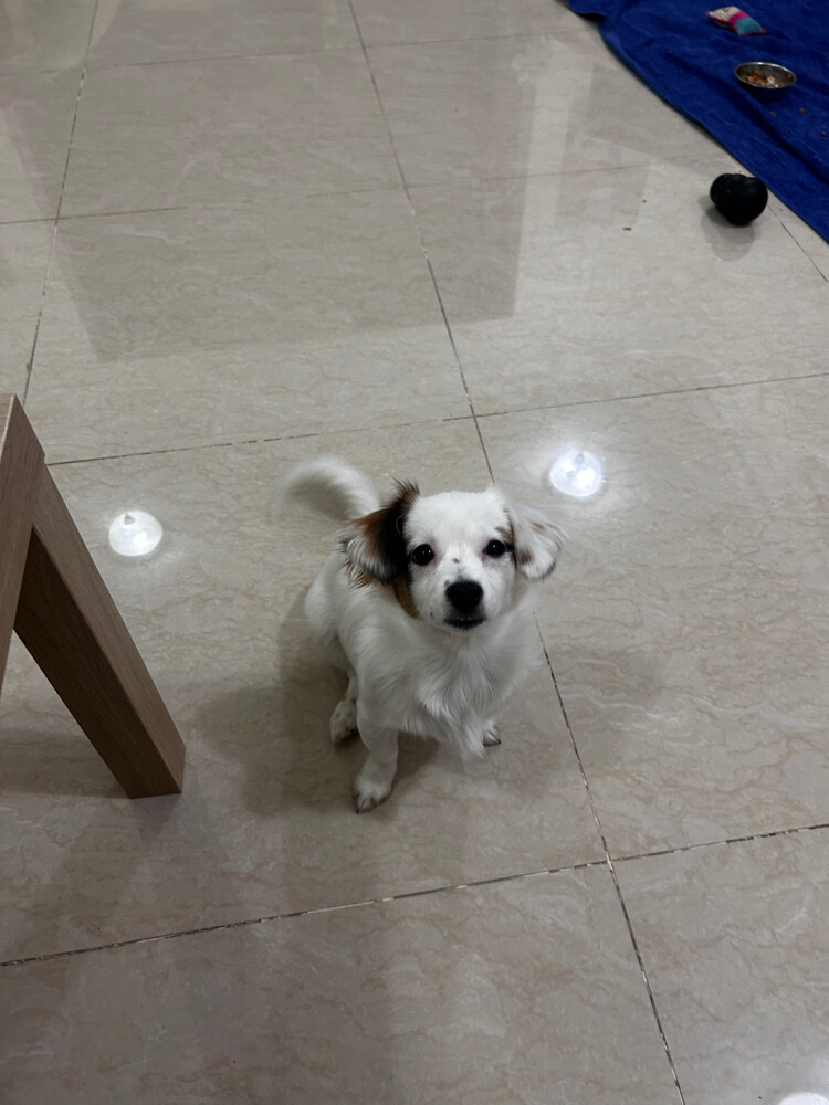 luna fluffy merle dachshund - 3