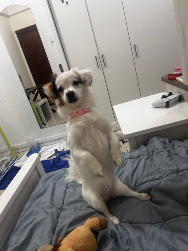 luna fluffy merle dachshund - 4