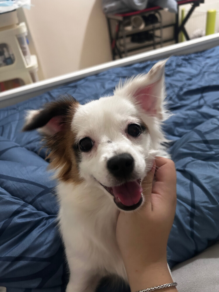 luna fluffy merle dachshund - 2