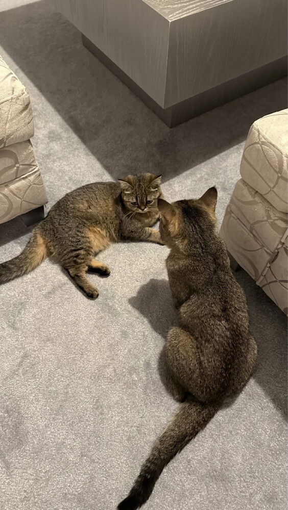 cat Uk  - 3