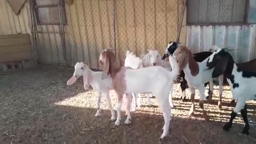 للبيع جمد مشاريك جداع - 3